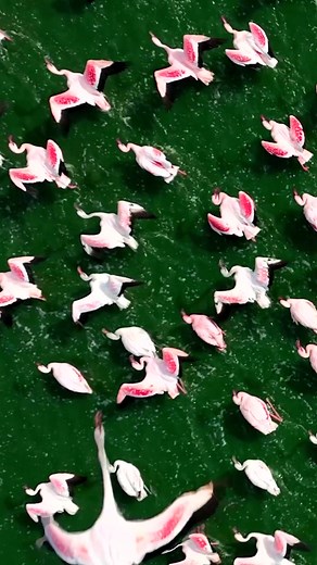 Flamingo #namibia #water #flamingo