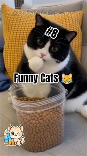Insane Funny Cat Fails 😹🔥 — part 8 #shorts #funnycats