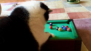 Cat plays miniature pool