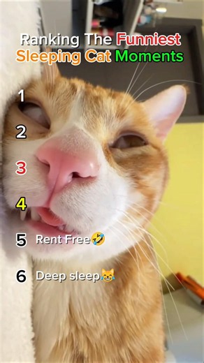 These cats sleep differently 😂 Which one is #1? 🏆 #funny #animals #cat