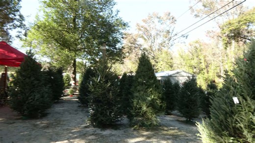Cold temperatures might be boosting local Christmas tree sales