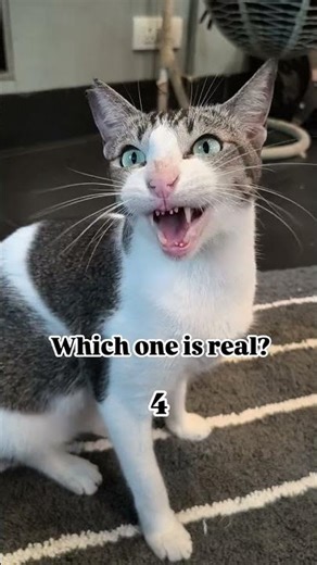 Is it a bird or a cat?