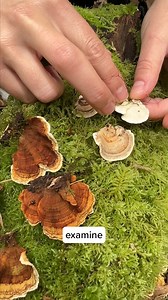 78K views · 1.6K reactions | PART 2 - Jacqueline finds a fruiting of false Turkey Tail (Stereum sp.). She explains why it is important to examine both the top and the underside of what may appear to be Turkey Tail for an accurate identification. #turkeytail #mushrooms #mycology #mushroomidentification #mushroomid #mushroomeducation #mushtok #trametesversicolor #foraging | Fungi Perfecti | Facebook