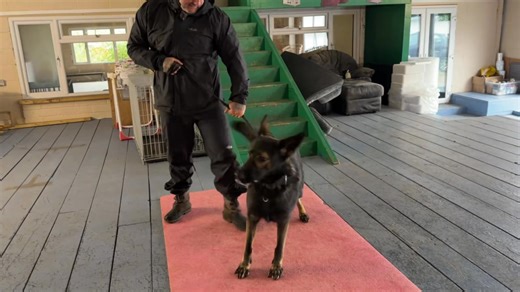 🛡️ 1-1 K9 Protection Training – Real Life Role Play Scenarios At DDR Guard Dogs, we offer specialist 1-1 protection training designed to prepare both dog and handler for real-world threats. Our sessions go far beyond basic obedience — we run realistic UK crime-based role play scenarios so your dog learns to think, respond and protect with confidence and control. 🔥 What Makes Our Real-Life Role Play Unique: • Street-level threat simulations • Home intrusion scenarios • Vehicle protection drills