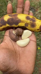 1.2K views · 32 reactions | #Sexual problems #+233530321937 | Agya Suro Nnipa | Facebook