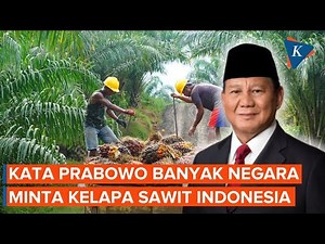 Prabowo Sebut Banyak Negara Ngadu Butuh Kelapa Sawit dari Indonesia