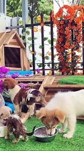 404K views · 13K reactions | I found these two poor puppies in front of the warehouse across from my house. I ran to check and help them. | Cocomelon - Nursery Rhymes | Facebook