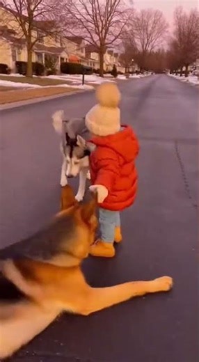 🐾 Husky, Toddler & German Shepherd: Cutest Street Playtime Ever!