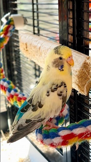 Simple Way to Entertain Your Budgie 🐦