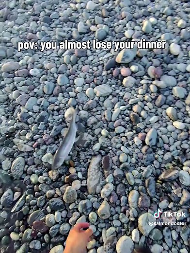 lil sockeye almost got away #sockeye #salmon #river #fishing #canada | Fishing