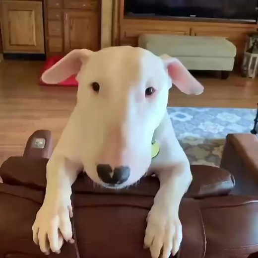 Bull Terrier's Planet on Reels