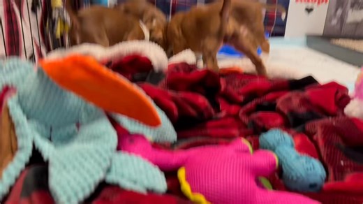 6 weeks old! Applications are now being accepted! www.fortheloveofaboxer.org/adoption-app | For the Love of a Boxer Rescue & Sanctuary - Michigan