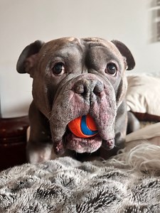 Squishy problems 😭 ....#dogsofinstagram #americanbully #squishbiscuit #funnydog #funnydogmemes #comedy #dogmeme #funnydogvideos #cutedogs | Squish Biscuit