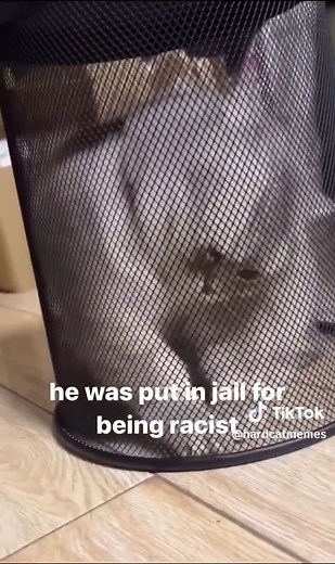 BAD KITTY 😡 #catlovers #cat #catsoftiktok #cats #catmemes #kittensoftiktok #memes #kitty #kitten #softcatmemes