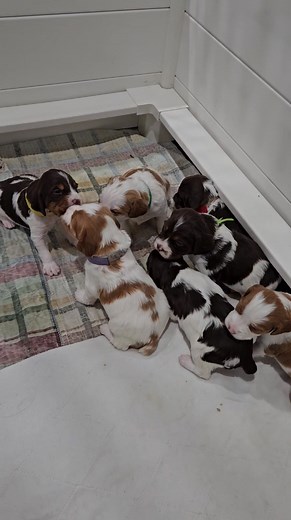 The whelping box keeps getting more active everyday. They are becoming more vocal, active and showing more personality. | OnFire Brittanys