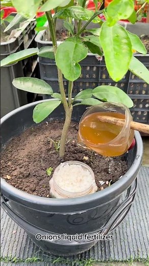 Limes tree grow tips from vegetables peels as compost fertilizer #lime #plants #nature #flowers