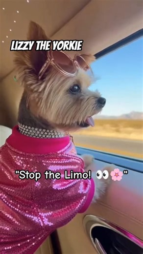 Lizzy the Yorkie | Birthday Flowers for Her Cousin 🌸🐶