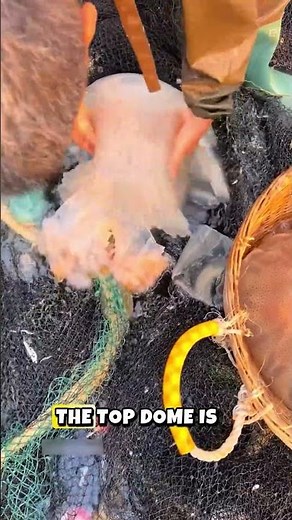 are you eat jellyfish like this before? Was it delicious?
