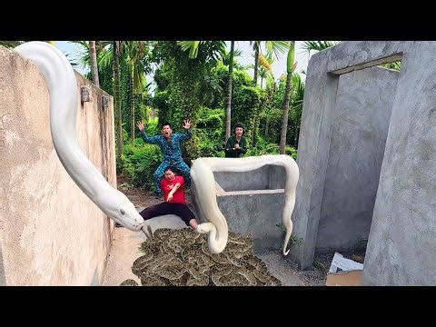 Two Brave Hunters Rescue Their Sister from a Giant White Python