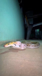 Common trinket snake 😱😱 #sarpmitraneerajprajapat #reelsvideo #commontrinketsnake #cobrasnake #Snakefight #kingcobra #snakerescue #monitorlizard # | Sarpmitra Neeraj Prajapati