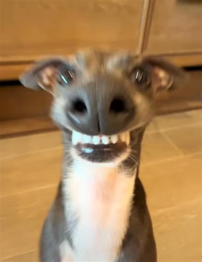 Helen 🐾 Italian Greyhound on Instagram: "Call me maybe #iggypuppy #puppy #teefs #strangerthings4"
