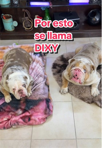 Dixy y preguntas incómodas: ¡Una historia divertida!