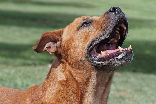 Decibel Level Of A Barking Dog - Cuteness