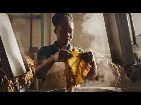 Inside the Cigarette Factory: How It's Made ?? Billion-Dollar Industry?