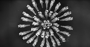 Jaw-Dropping Human Waterfall Created in Footlight Parade