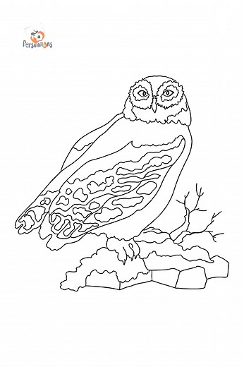 A Snow Owl Coloring Page - Download and Color Online!