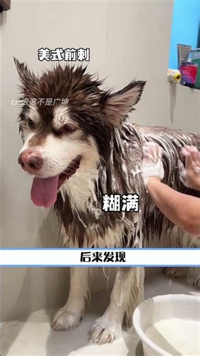 This dog owner is going to learn how to knit a puppy sweater right now! #sweater #puppy #AlaskanM...