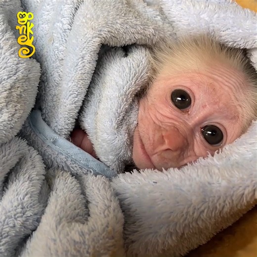 42K views · 633 reactions | Mom Mouth Feeding To Encourage Monkey Alien To Eat | Edgie Nick Connors | Facebook