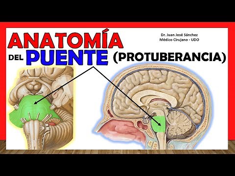 🥇 Anatomy of the BRIDGE (Annular Protuberance) Simple Explanation!