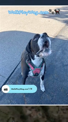 Walk Play Wag | Rose | Trusted Escondido Dog Walking, Training & Pet Sitting in San Diego