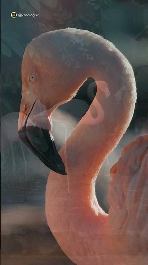 Why Flamingos Stand on One Leg