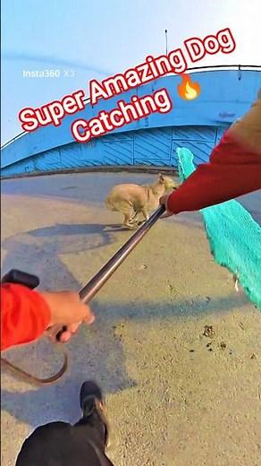 Amazing ABC Dog Catch #dog #streetdogrevival #ytviral #shorts #catch