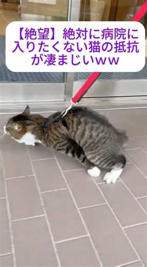 【絶望】絶対に病院に入りたくない猫の抵抗が凄まじいｗｗ