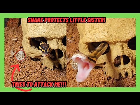 BIG SNAKE PROTECTS LITTLE SISTER TRIES TO BITE ME! | CLONE BALL PYTHONS | FIRST SHED FIND!!