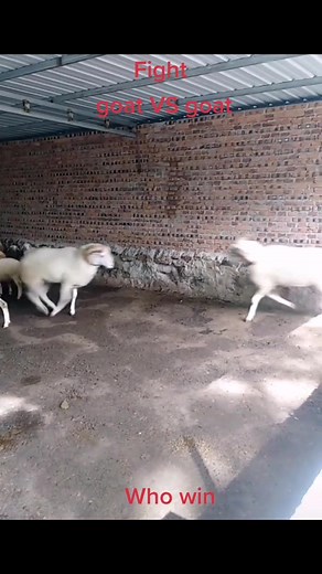 goat VS goat #goat #fight #goat #animals | domba