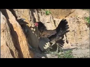 Brave hen vs eagle part 2