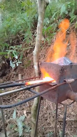 In China, the process of extracting agarwood resin from aquilaria trees involves drilling holes into the tree using a heated iron rod. This method is employed to deliberately wound the tree, stimulating it to naturally produce agarwood resin.#Agarwood #Agarwoodtree #aquilaria #沉香树 | Miki Lee