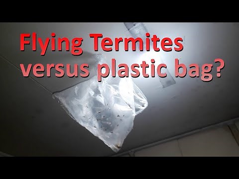 A simple way to get rid of flying termites near your lights