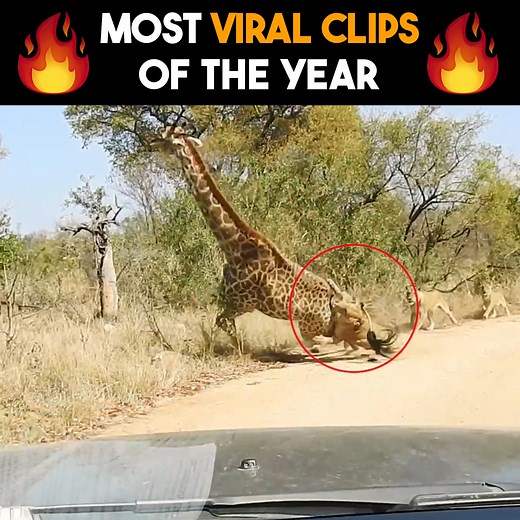 Most Viral Animal Clips Of The Year 🔥 | Wild Tings