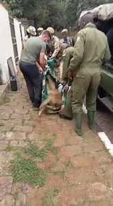 Kenya Wildlife Service on Reels