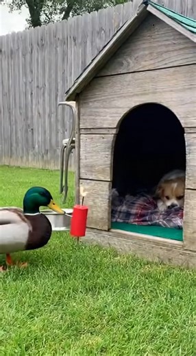 A clever duck sneaks into the dog’s house and drops a “bomb”! 💣 The dog’s reaction will make you laugh till your stomach hurts 😂🐤🐶 Funniest animal prank of the day — don’t miss this viral moment! funny duck, duck prank, dog reaction, animal comedy, pet fight, cute animals, viral funny video, duck vs dog, daily laughs, comedy clip, hilarious moment, funny animals, pet lovers, #FunnyDuck #DuckPrank #DogVsDuck #AnimalComedy #FunnyReel #ViralVideo #DailyLaughs #minicomedyclub | Cute & Funny Worl