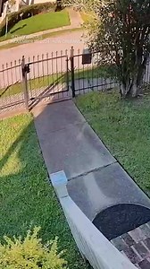 Scrim the dog has become notorious in New Orleans for escaping from his adoptive home and avoiding capture. The dog first escaped back in April, and after 177 days on the run, Scrim was finally caught last month. This is video of Scrim's latest escape. The dog's owner last saw him on Sunday, but she continues working to recapture Scrim. | ABC7NY