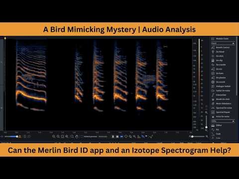 Bird Mimicking Mystery | Jay or Buzzard? | Can the Merlin Bird ID App & Izotope RX Spectrogram Help?