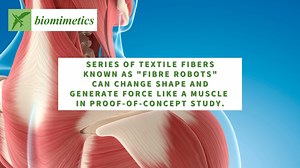 Researchers from North Carolina State University design and test artificial muscle fibres as cell scaffolds, demonstrating how the fibre could potentially be used to develop 3D models of living, moving systems in the body. The series of textile fibres – known as ‘fibre robots’ - can change shape and generate force like a muscle. This discovery could help researchers tailor the concept for different tissue engineering applications in the human body. The study, published in Biomimetics, investigat