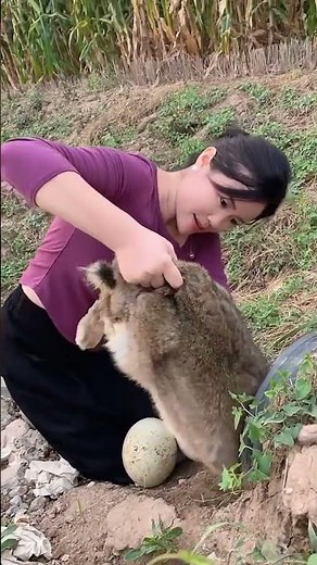 The process of catching rabbits in a dirt hole