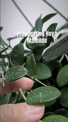 Propagating Hoya Mathilde #hoyaplantcare #hoyaplant #plantcare